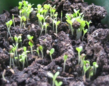 Салат семена посадить лен масло семян